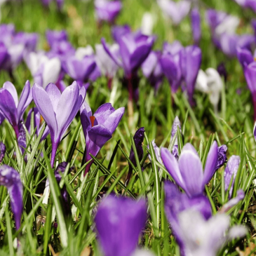 spring home selling guide