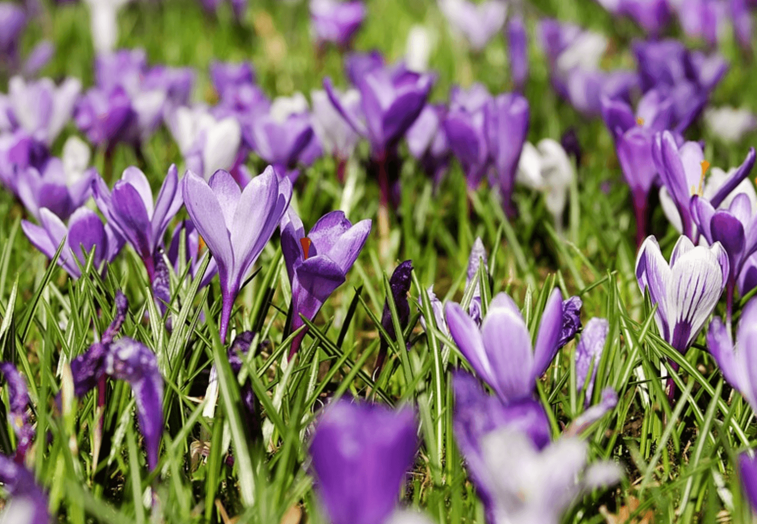 spring home selling guide